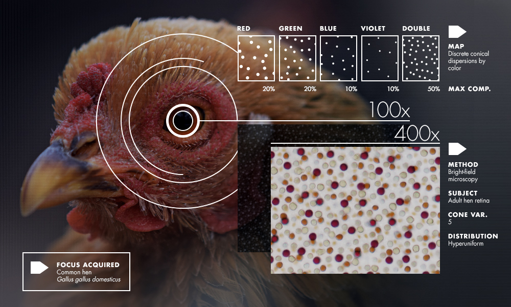 https://www.quantamagazine.org/hyperuniformity-found-in-birds-math-and-physics-20160712